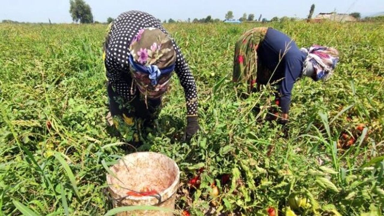 Domates üreticisi isyanda! Kilosu tarlada 50 kuruş, markette 5 lira