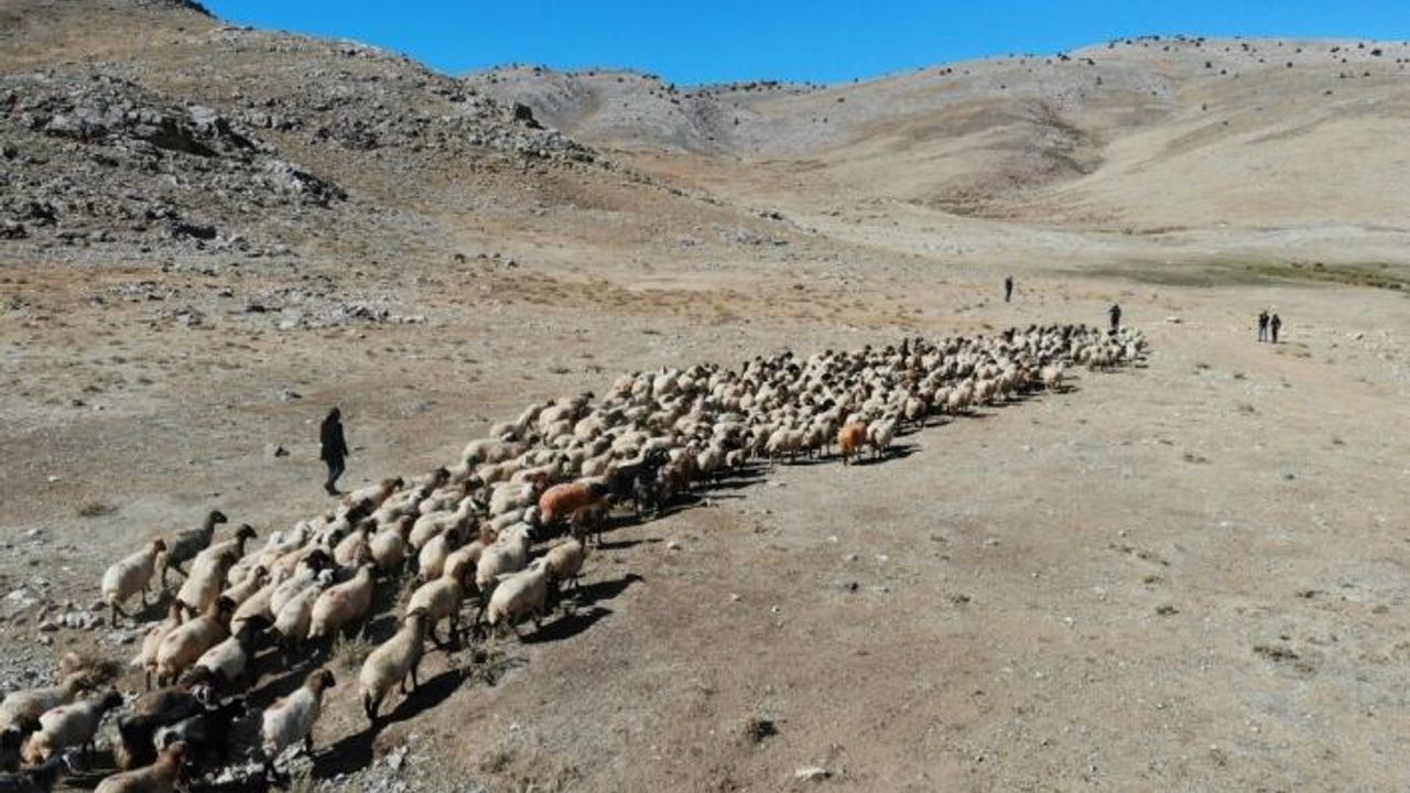 Doğu Anadolu'da çoban bile çobana kız vermeyince, üretici çoban bulamadı