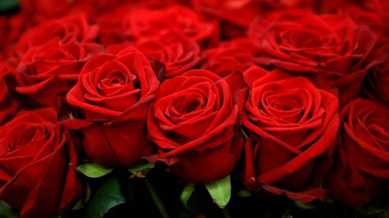 Gül fiyatları geçen yıla göre dudak uçuklattı!