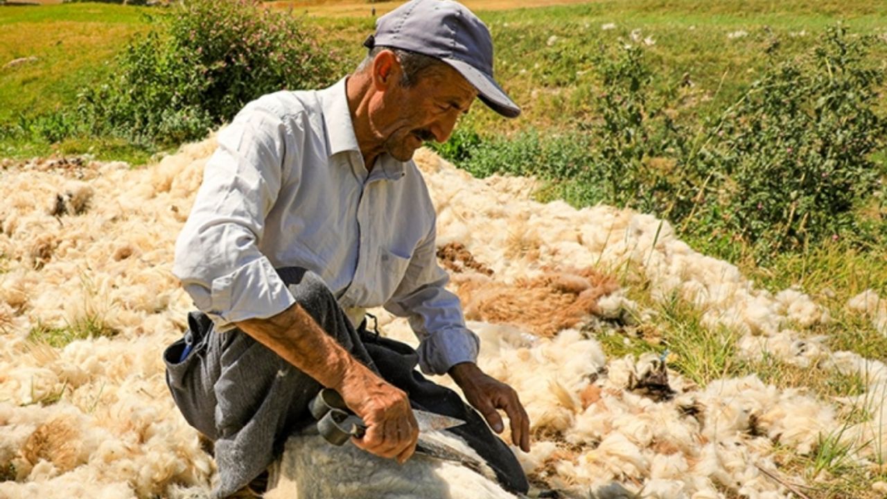 Hayvancılığın başkenti Van’da yün çok, yünü işleyecek fabrika yok!