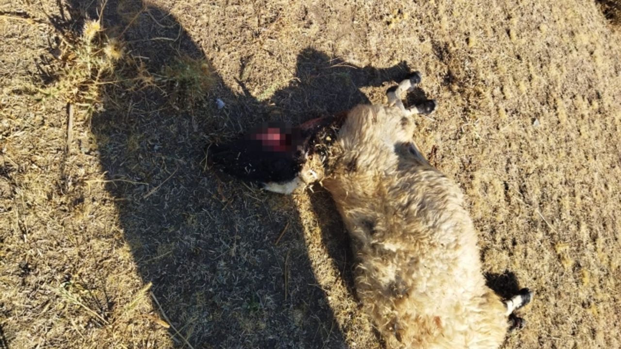 Van’da aç kurtlar koyun sürüsüne daldı: 28 koyun telef oldu!