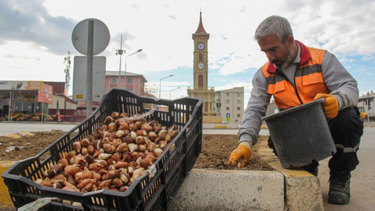 Van'ın refüjlerine 54 bin Lale Soğanı dikildi!
