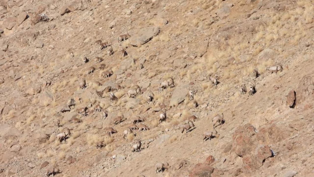 Van’da yaban keçiler sürü halinde görüntülendi!