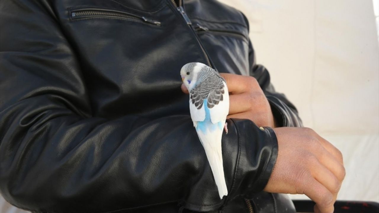 Depremi önceden hisseden Maviş, bir ailenin hayatını kurtardı!