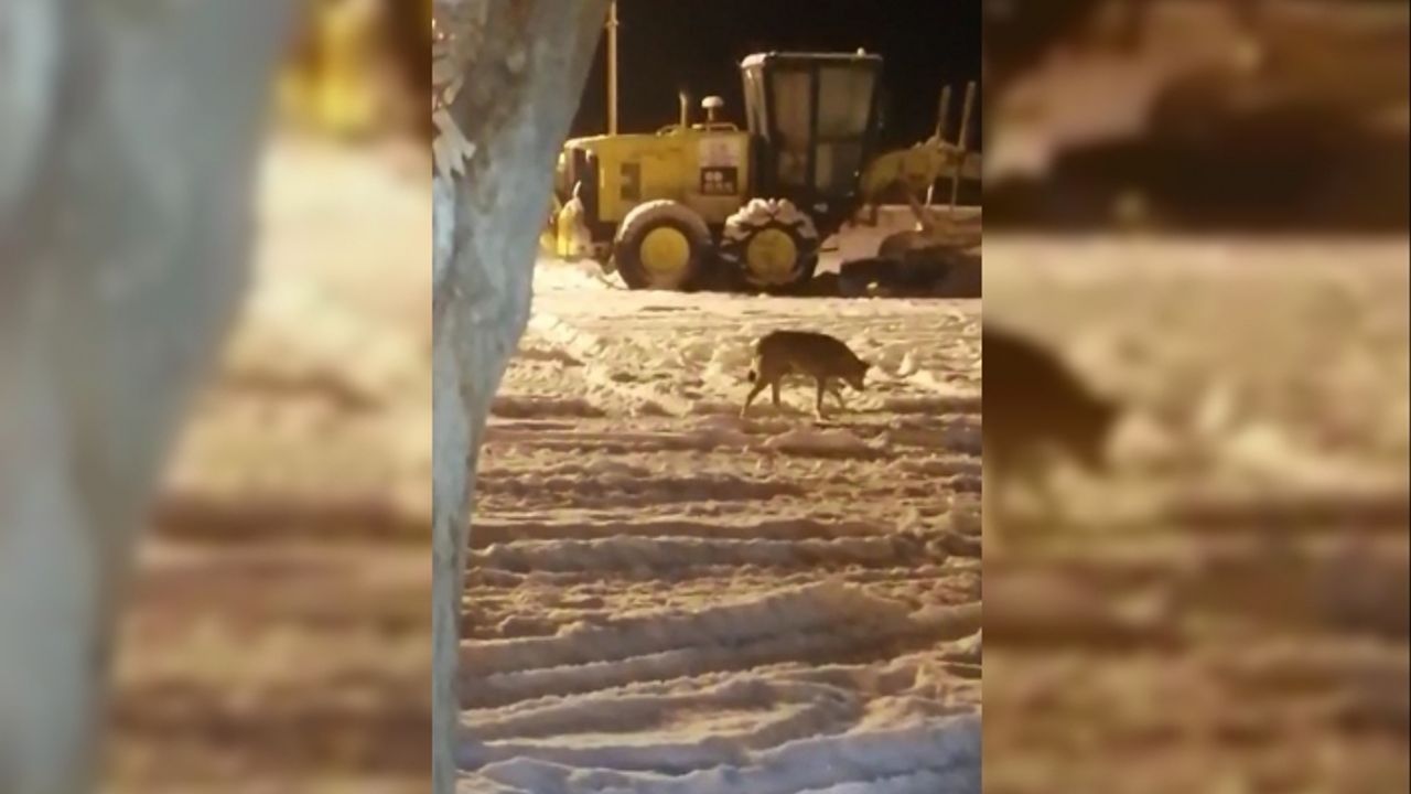 Van'da aç kalan kurt şehir merkezine indi!
