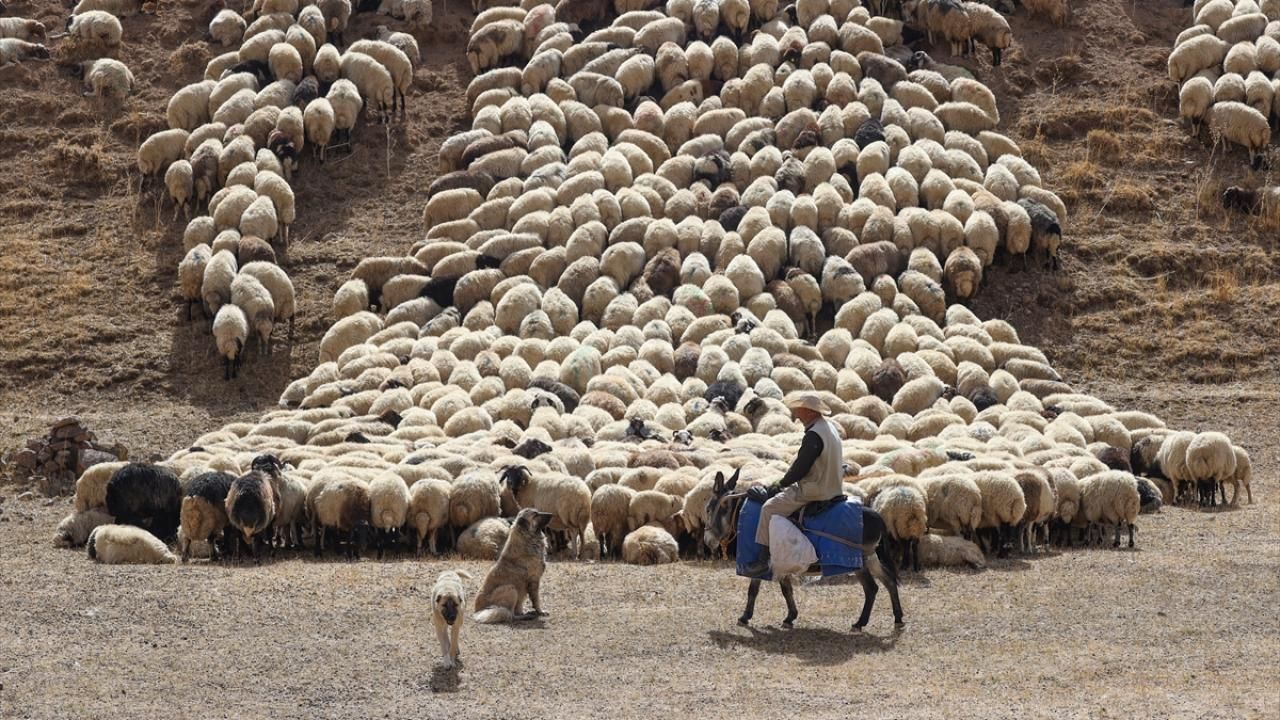 Van’da başvuru yapan her çiftçiye 100 koyun verilecek! İşte şartlar…
