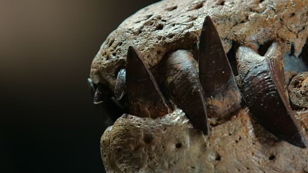 150 milyon yıl önce yaşamış deniz canavarının kafatası bulundu