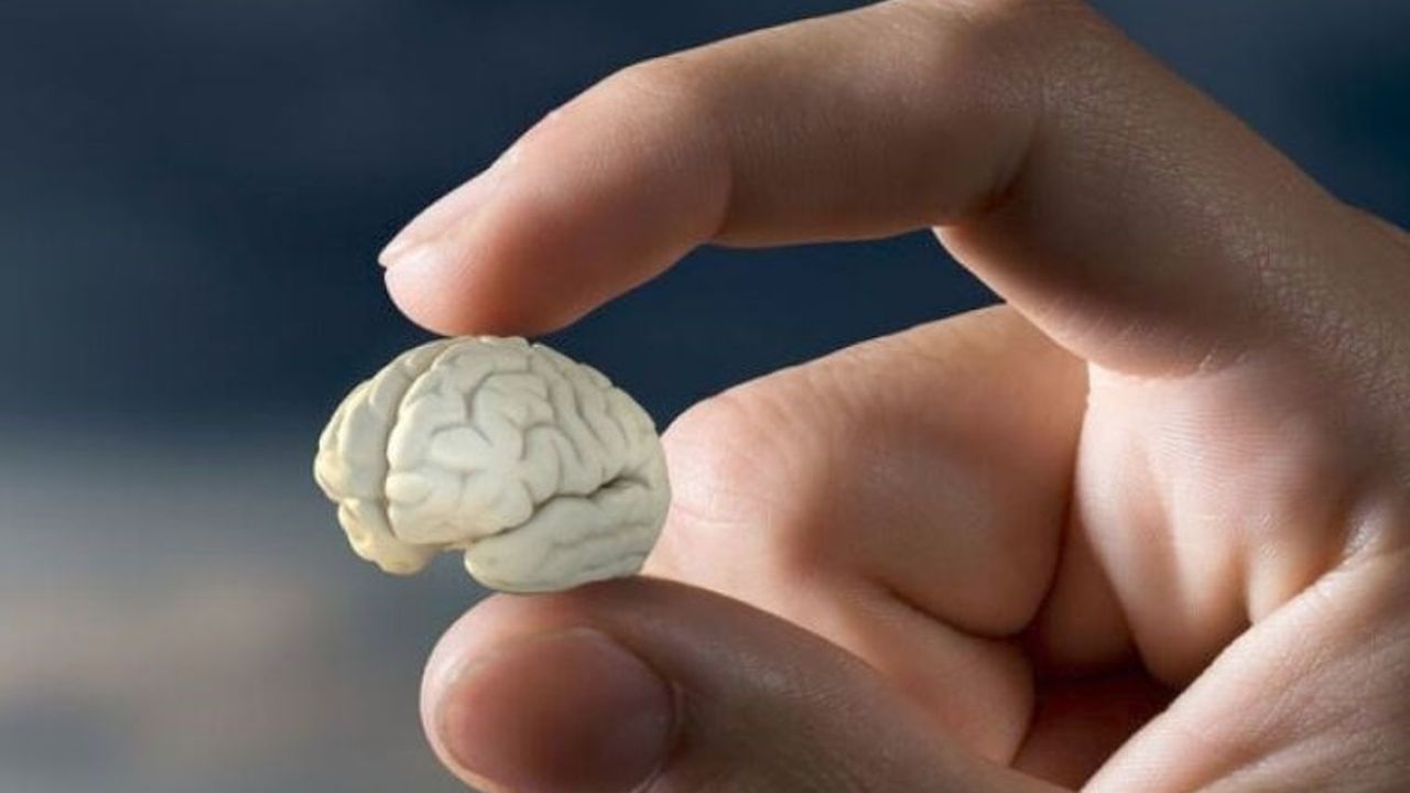  Dünyada bir ilk! Bilim insanları mini beyinler ürettiler...