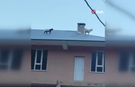 Van’da çatıya çıkan 2 keçi mahalleyi birbirine kattı