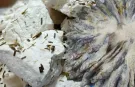 Van’da otlu peynir ve tuzlu balık tüketenler dikkat! Başhekim Sarıkaya Uyardı…