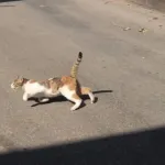 Aylar sonra gelen şok haber: Kedinin ısırdığı çocukta kuduz tespit edildi!