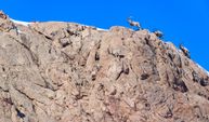 Kayaların usta tırmanıcıları yaban keçileri Pagan Dağı’na renk katıyor!