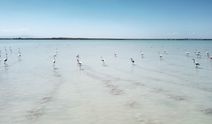 Kuş cenneti Arin Gölü’nün allı turnaları