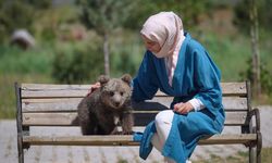 Sevimli ayı yavrusu Haçuvan Bursa’ya gönderiliyor!