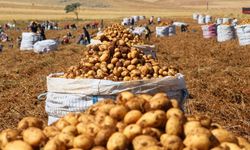 Van’da patates için yer var, olanak var ama yetiştiren yok!