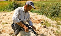 Hayvancılığın başkenti Van’da yün çok, yünü işleyecek fabrika yok!