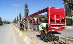 Van'ın cadde ve refüjleri ağaçlandırılıyor!