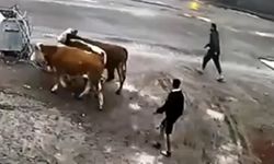 Van'da küçükbaş hayvan hırsızlığı yapan şahıs suçüstü yakalandı!