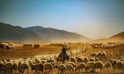 Van Araştırma Enstitüsü ile Van Dünya piyasasına girebilir!