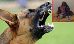 Son dakika! Bir başıboş köpek vakası daha: Sahipsiz köpeğin saldırdığı 10 yaşındaki çocuk bacağından yaralandı!