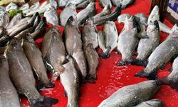 Van Balığı Elazığ’da balık tezgahlarını süsledi!
