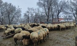 Van'da yoğun kar yağışı hayvan yetiştiricilerini olumsuz etkiledi!