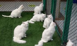 Van kedisi’nin popülasyonu artıyor!