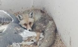 Van’daki rehabilitasyon merkezi yaralı hayvanları yeniden doğaya kazandırıyor!