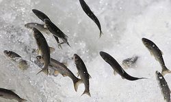 Van Balığının nesli tehlikede! Uzmanlar nedenini açıkladı…