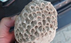Van’da Deniz Canlısı Fosili Bulundu!