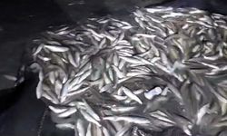 Van’da kaçak avlanılan 2 ton Van Balığı suya geri bırakıldı!