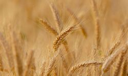 TMO’nun buğday ve arpa alım fiyatları belli oldu!