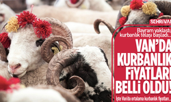 Van’da kurbanlık fiyatları belli oldu! İşte küçükbaş ve büyükbaş fiyatları…