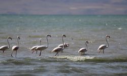 Flamingolar kuraklığa rağmen Erçek Gölü’nde