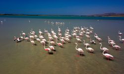 Arin Gölü kuş ve doğa fotoğrafçılarının ilgi odağı oldu