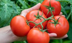 Türkiye’de bu yılın ilk yarısında en fazla ihraç edilen ürün domates oldu!