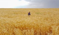 Van'da çiftçiler buğday ve arpada yüksek rekolte bekliyor