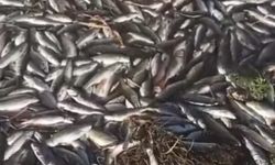 Van’da kuraklık ve su azlığı binlerce balığın ölümüne neden oldu