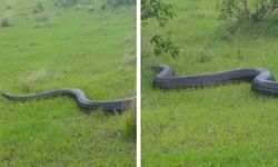 Sosyal medyada paylaşılan dev piton yılanı videosu Van'da mı çekildi? İşte işin aslı