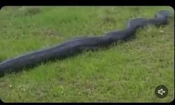 Van’da dev piton yılanı görüldü iddiası!