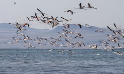 Kuraklık, Van Gölü Havzası’ndaki flamingoların yaşam alanlarını değiştirdi!