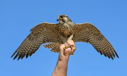 Van’da tedavisi tamamlanan gökdoğan kuşu özgürlüğe kanat çırptı