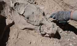 Çavuştepe Kalesi'nde çenesinde bronz gem olan at iskeleti bulundu