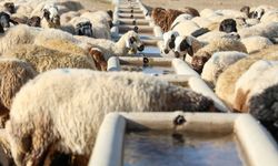 Başvuran alıyor! Vanlı çiftçilere 100 küçükbaş hayvan desteği!