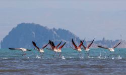 Kuş cenneti Erçek Gölü göç yolculuğundaki flamingoları ağırlıyor