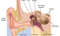 İnsanlar esnediğinde neden kısa süreliğine dış sesleri duyamazlar