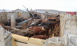 Van’da hortum büyük hasara neden oldu: 26 büyükbaş hayvan telef oldu, 2 çoban yaralandı!