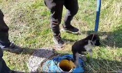 Van’da sondaj kuyusuna düşen yavru köpek kurtarıldı!