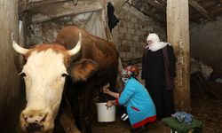 Erciş’te yaşlı çiftin ineklerini Vefa Ekipleri sağdı