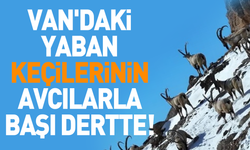 Van'daki yaban keçilerinin avcılarla başı dertte!